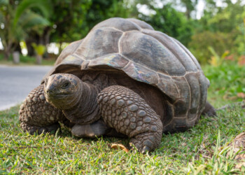 23 maggio Giornata mondiale delle tartarughe: alle Seychelles il loro paradiso