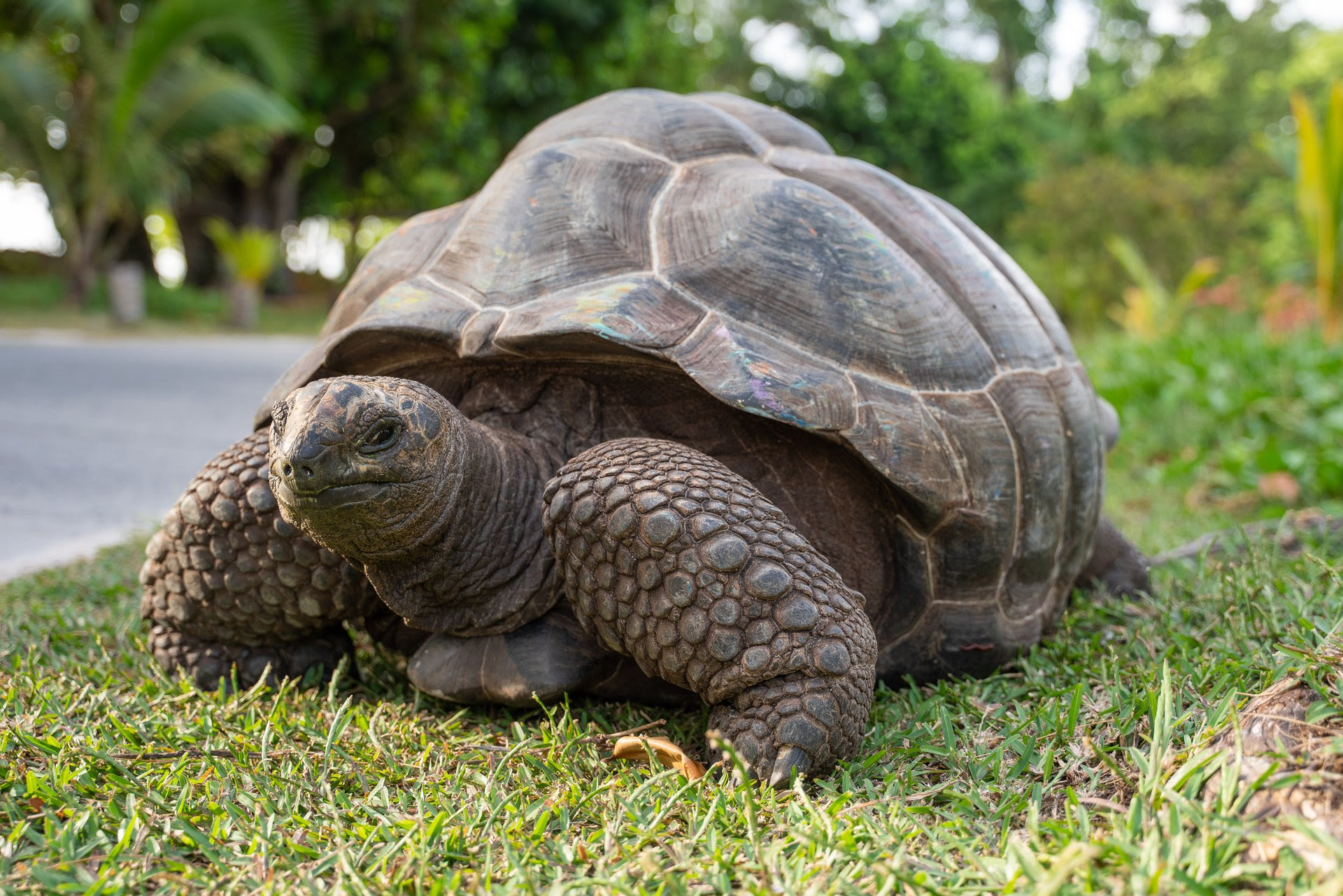23 maggio Giornata mondiale delle tartarughe: alle Seychelles il loro paradiso