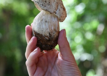 ad affiancare lo straordinario fungo porcino Igp della Valtaro ci sarà anche il Mercato di Campagna Amica con i produttori agricoli di Coldiretti,