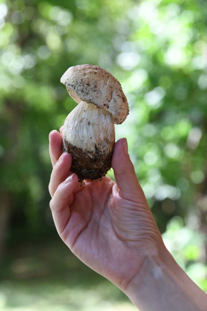 ad affiancare lo straordinario fungo porcino Igp della Valtaro ci sarà anche il Mercato di Campagna Amica con i produttori agricoli di Coldiretti,