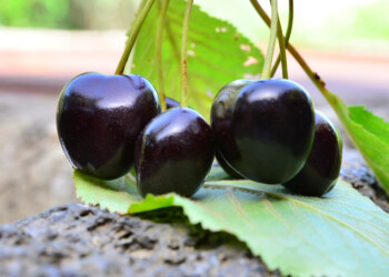 Il 2 e il 3 luglio con DOS Sicilia alla scoperta della Provola dei Nebrodi DOP e della ciliegia dell’Etna DOP