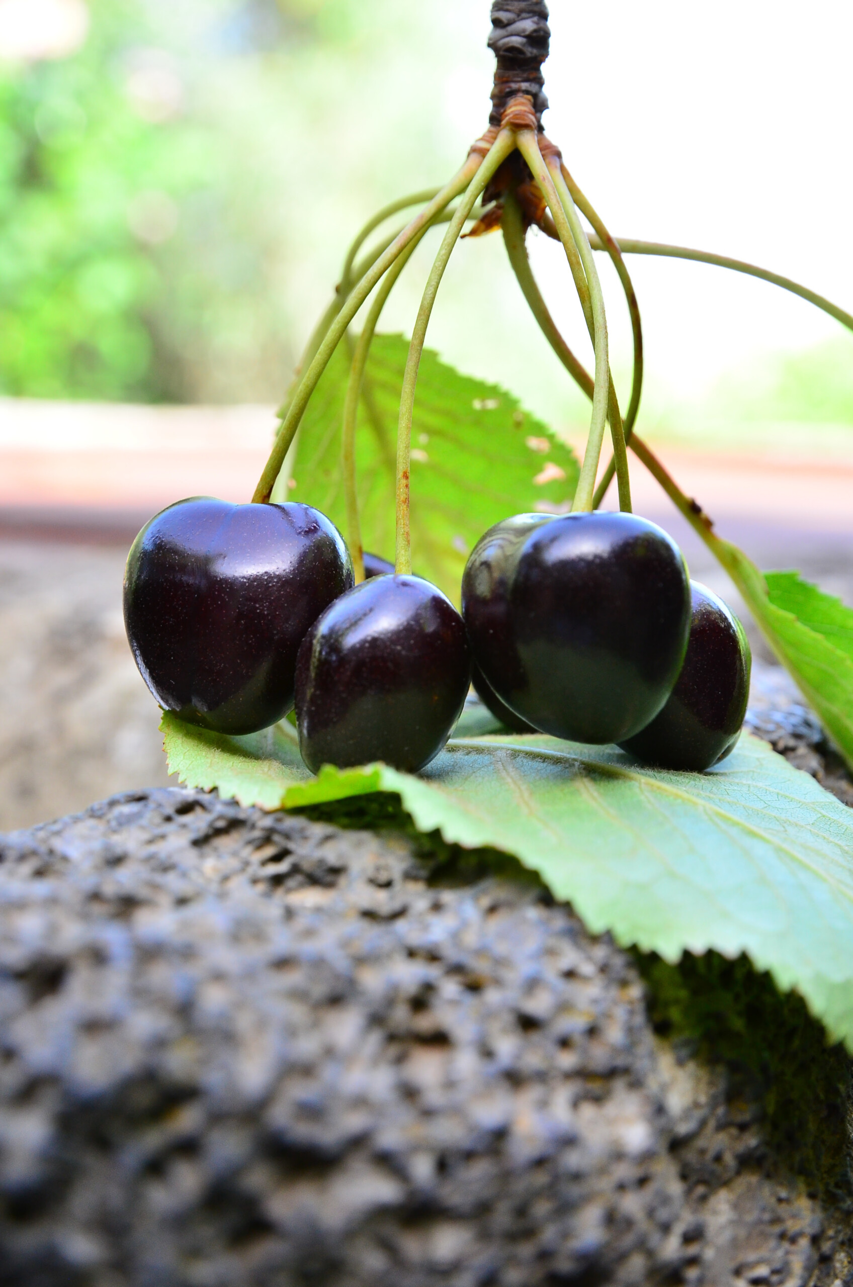 Il 2 e il 3 luglio con DOS Sicilia alla scoperta della Provola dei Nebrodi DOP e della ciliegia dell’Etna DOP