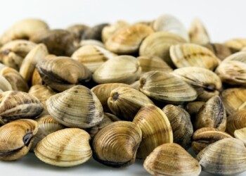 A Cupra Marittima per festeggiare la vongola, anzi la concola!