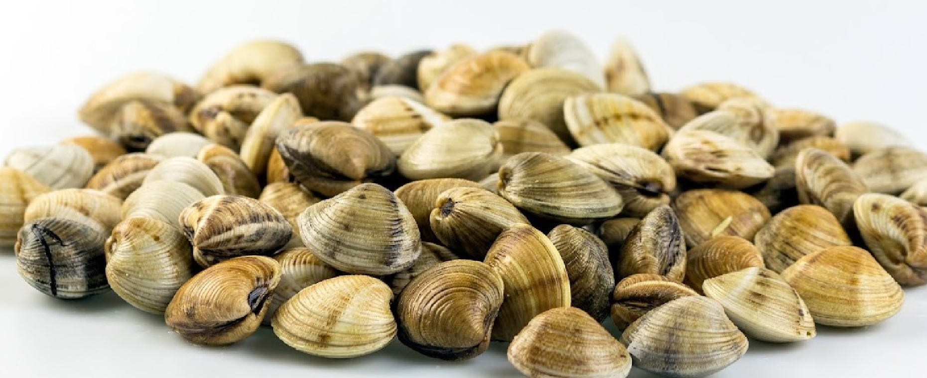 A Cupra Marittima per festeggiare la vongola, anzi la concola!