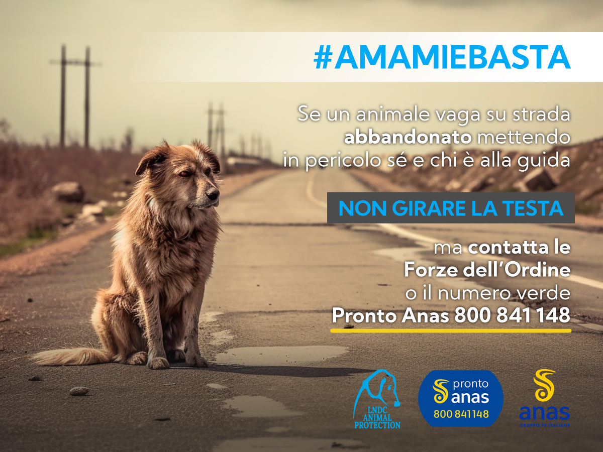 Abbandono di animali e incidenti stradali. La campagna #AMAMIeBASTA di LNDC Animal protection e Anas