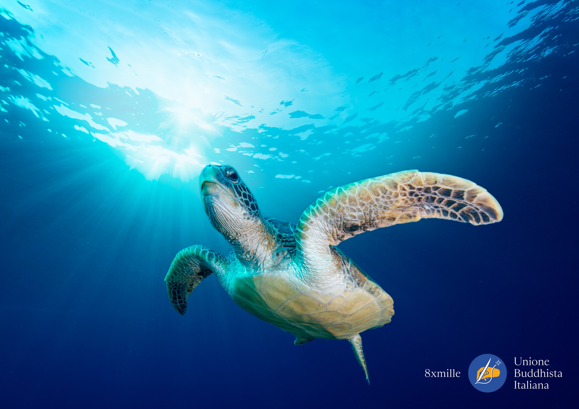 Operazione Siso contro la pesca illegale: recuperati in mare migliaia di km di reti e plastica, grazie all’8xmille di Unione Buddhista