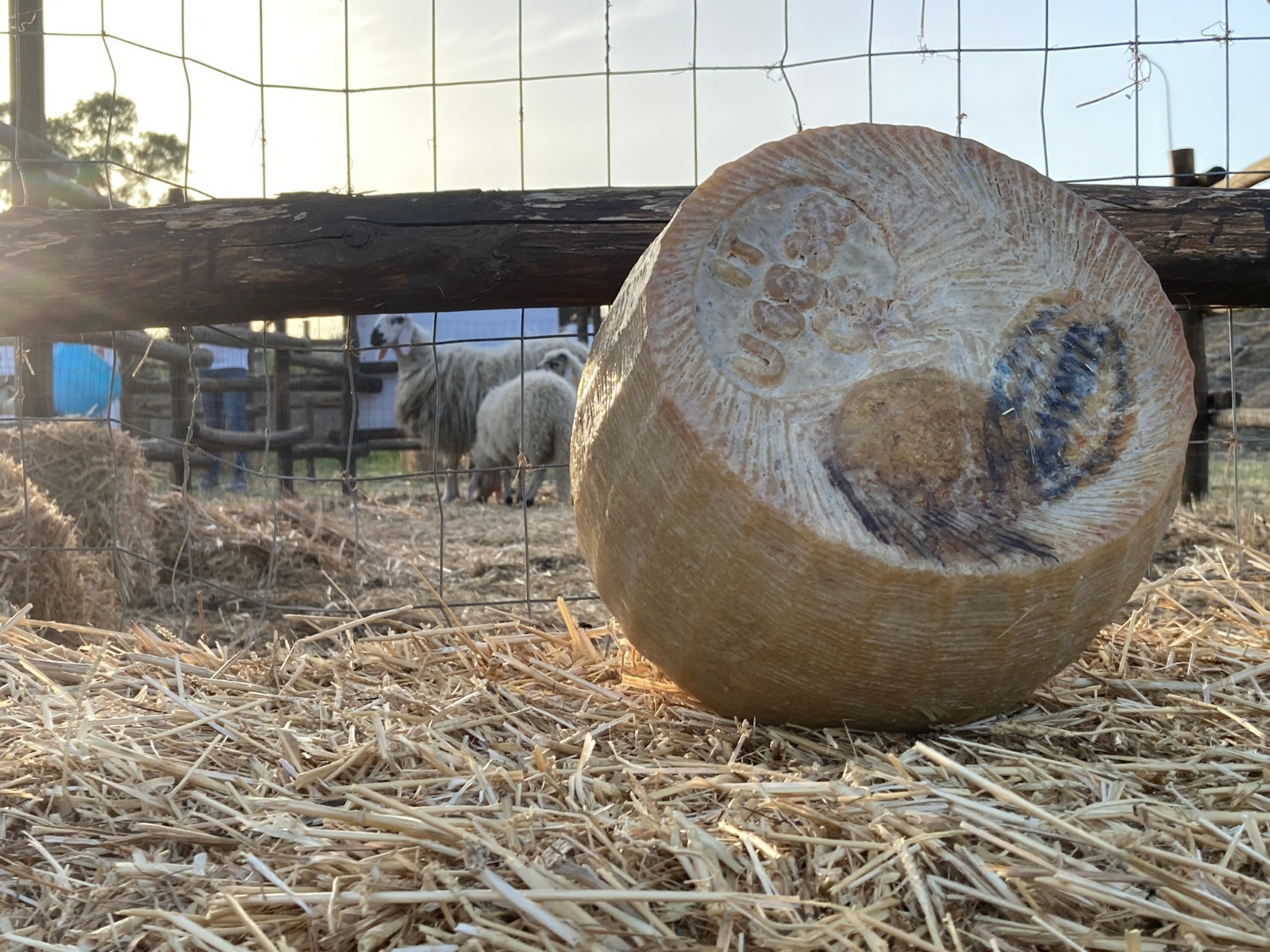 DOS Sicilia racconta il pecorino siciliano DOP