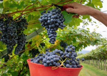 Trentino, dal 7 al 10 settembre a Isera si celebra il Marzemino e la sua “Vigna Eccellente”