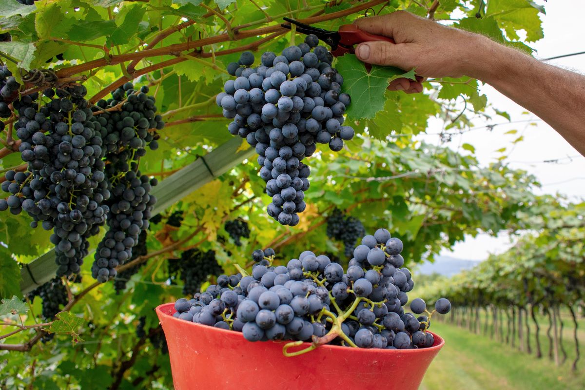 Trentino, dal 7 al 10 settembre a Isera si celebra il Marzemino e la sua “Vigna Eccellente”