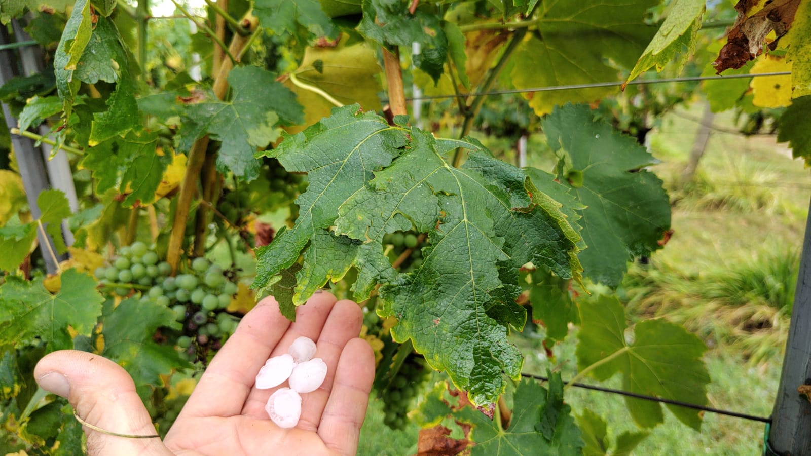 Coldiretti, sos grandine: non c’è pace nei campi, colpite le province di Macerata, Fermo e Ascoli