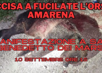 La morte dell’orsa Amarena è un richiamo alla responsabilità di tutti noi nella protezione delle specie in pericolo e nella conservazione dell’ecosistema.