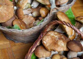 Al via il primo weekend della storica Fiera del Fungo Porcino IGP di Borgotaro