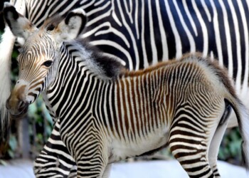 Siamo molto contenti per questa nascita