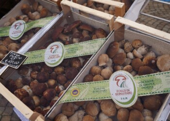 FIERA DEL FUNGO PORCINO IGP DI BORGOTARO 2023