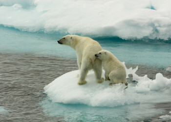 Indagine Greenpeace Italia: l’86% degli intervistati pensa che la crisi climatica metta a repentaglio anche le società umane