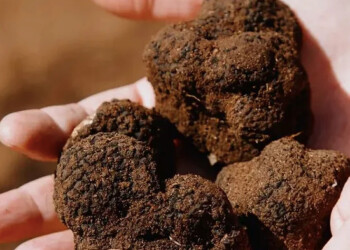Tartufo nuovo oro di Puglia: 7 aree e 58 località vocate, un potenziale enorme