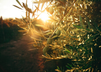 Le strade dell’olio: itinerari italiani alla scoperta dell’Oro verde