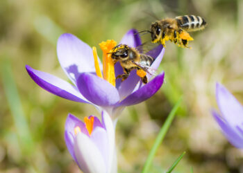Bibanca, un impegno per la biodiversità insieme a 3Bee: nasce l’Oasi di DOTS