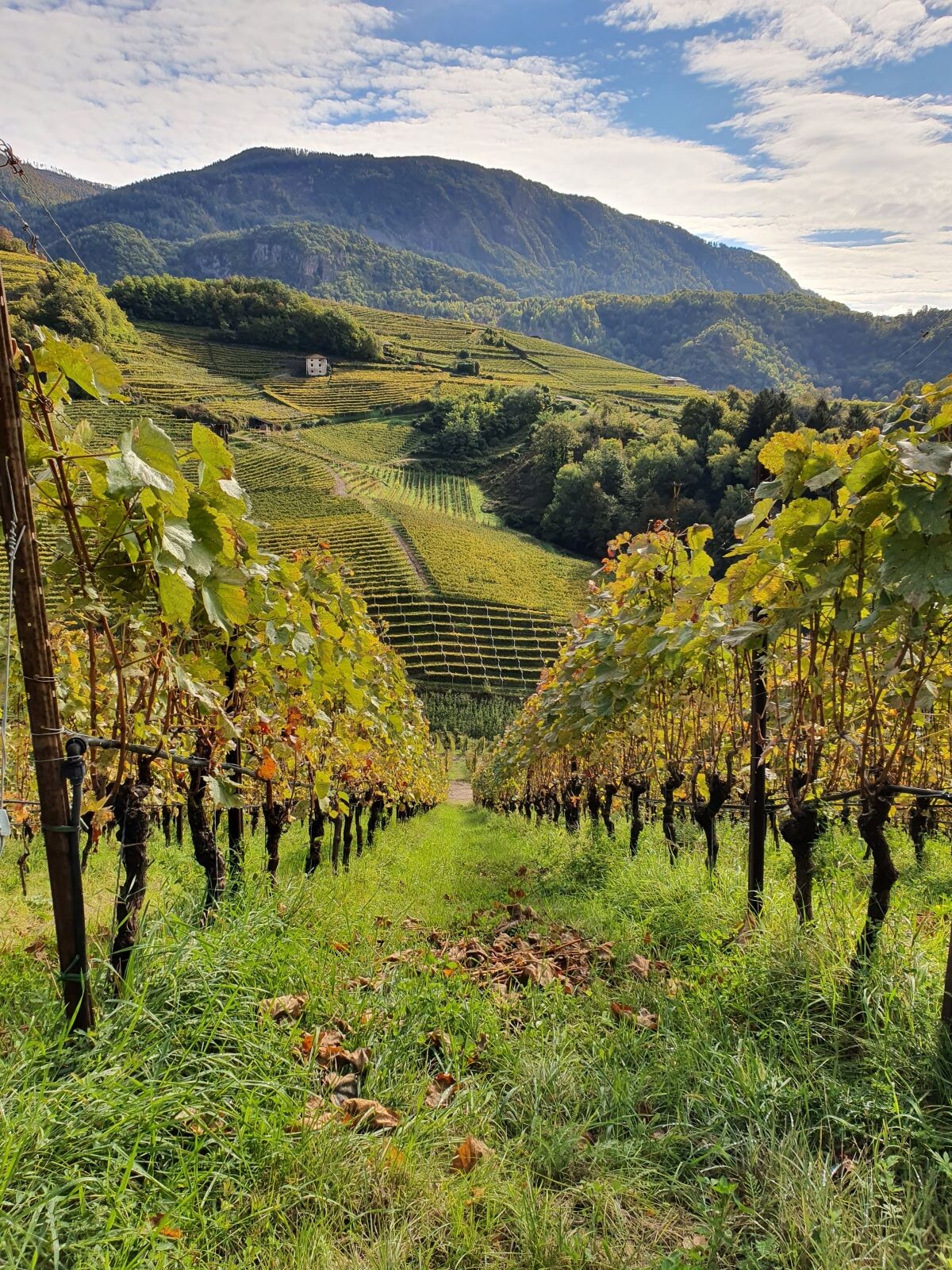 Trentino, da venerdì prende il via DoloViniMiti, il festival dei vini verticali