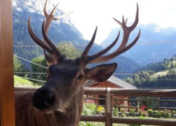 Associazione Animalisti Italiani