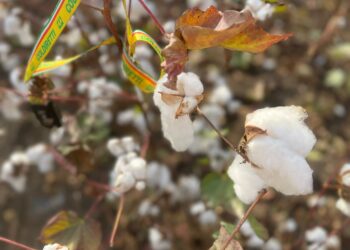 Moda: Coldiretti, al via raccolta cotone 100% Made in Italy