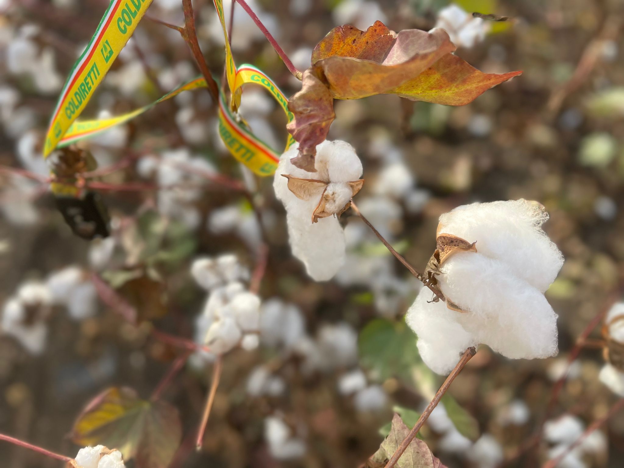 Moda: Coldiretti, al via raccolta cotone 100% Made in Italy