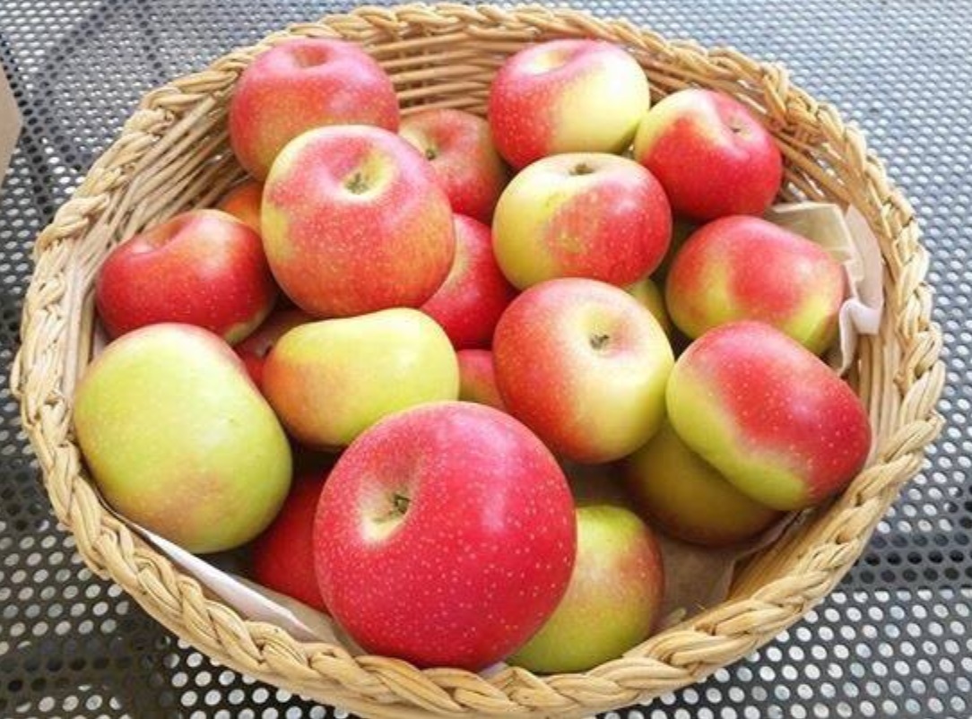 Mela Rosa: a Montedinove è la regina del prossimo weekend