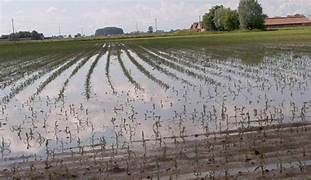 Maltempo: Coldiretti, 25 nubifragi in 24 ore, il Po sale di 2 metri. Superano i 6 mld i danni alle coltivazioni agricole