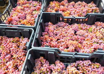 Dolce Toscana nel vino: passato, presente e futuro