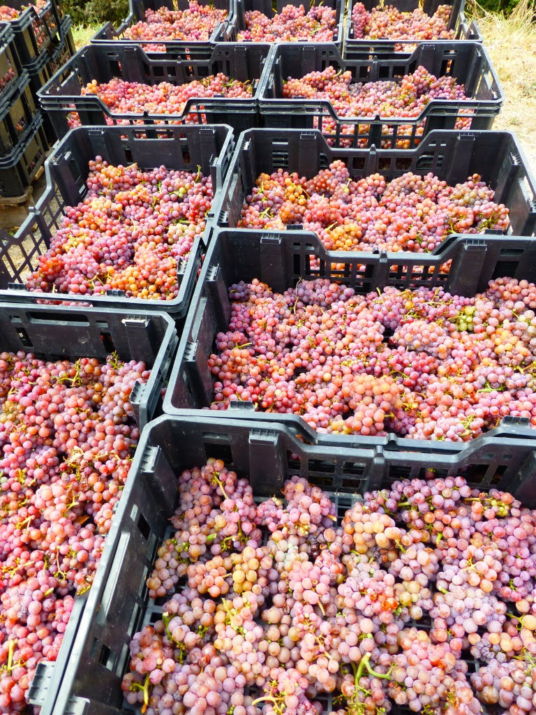 Dolce Toscana nel vino: passato, presente e futuro
