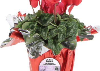 30 novembre– 13 dicembre, un ciclamino per sostenere la ricerca contro l’Alzheimer