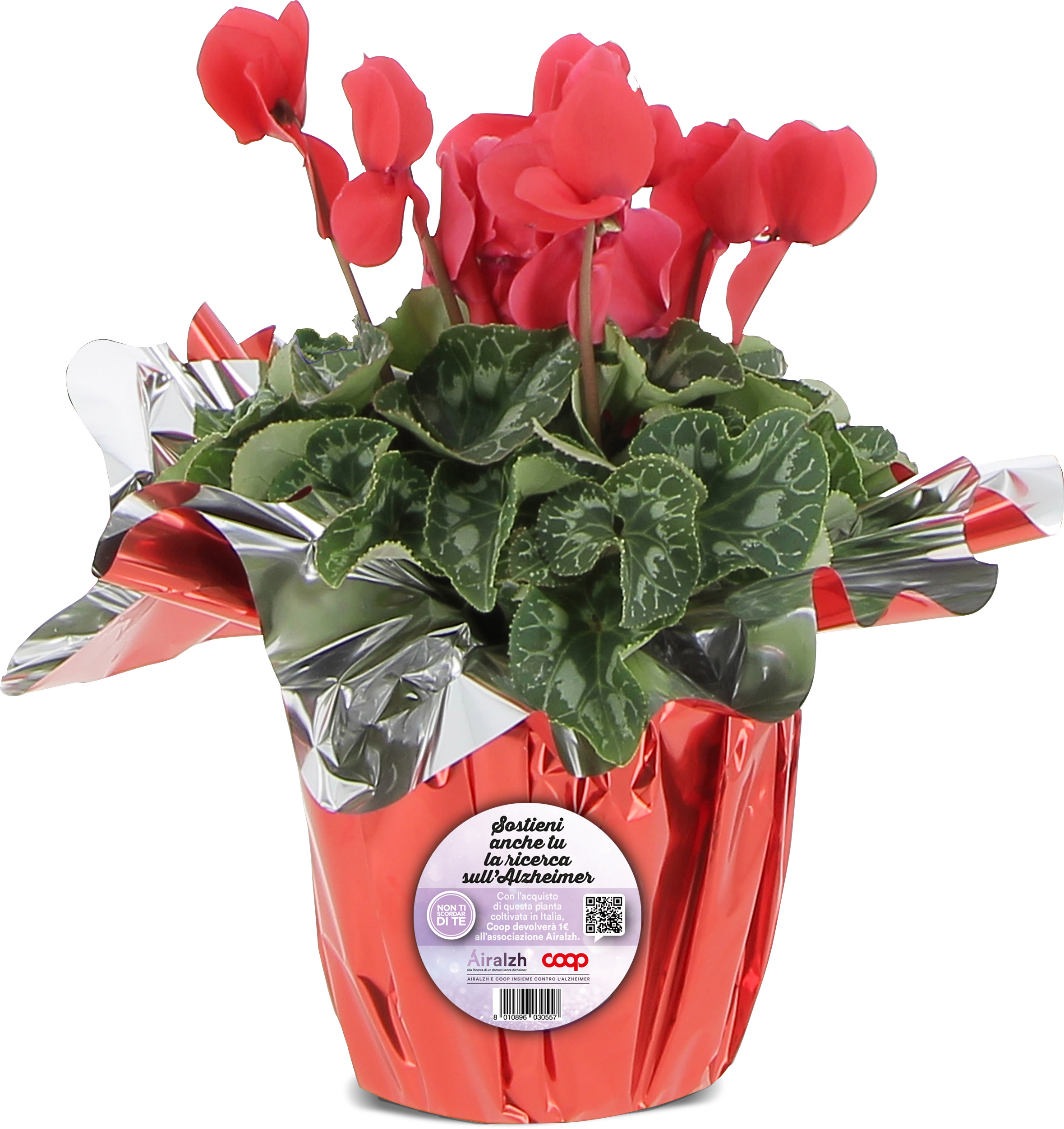 30 novembre– 13 dicembre, un ciclamino per sostenere la ricerca contro l’Alzheimer