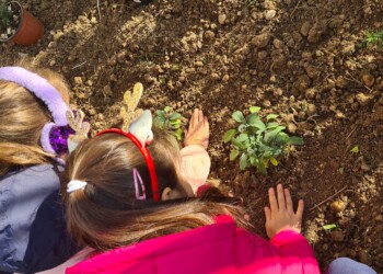 Festa delle erbe officinali