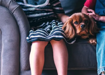 Animali da compagnia: in Italia ce ne sono oltre 65 milioni