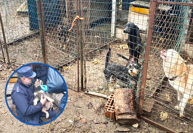 Maxisequestro di cani OIPA – ATS nel milanese in uno scenario di disagio e degrado