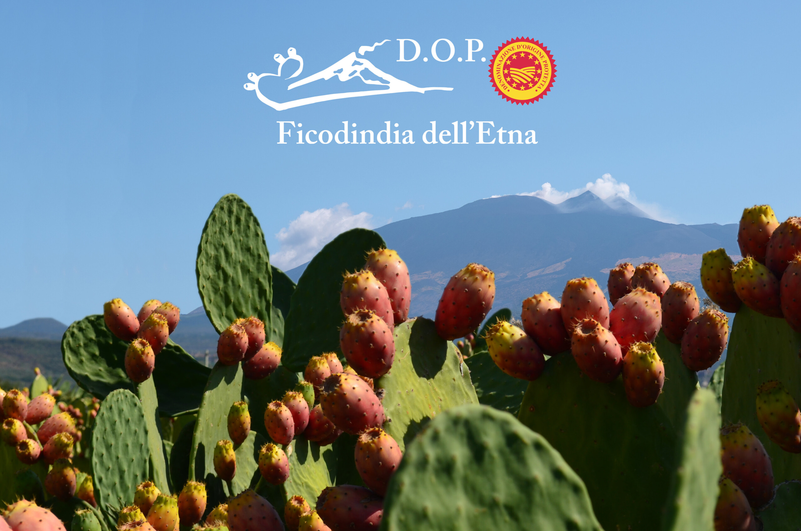 Il Consorzio di tutela del Ficodindia dell’Etna DOP è realtà