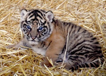 LA TIGROTTA DEL BIOPARCO SI CHIAMA KALA