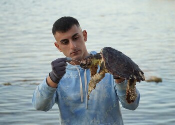 SOS tartarughe: l’ambientalista Sebastian Colnaghi sottolinea l’urgenza di ridurre l’uso della plastica dopo la triste scoperta di una tartaruga marina senza vita