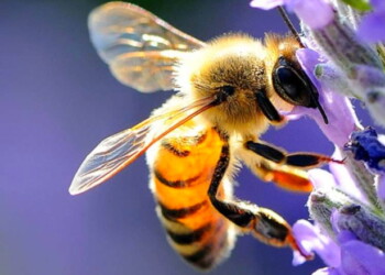 Premio Miele del Sindaco 2023