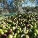 Gli Stati Generali dell’olivicoltura mondiale in Toscana, con un occhio alla Puglia