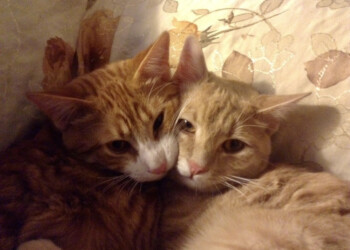 MICIO DAY: L’Italia celebra la Giornata Nazionale del Gatto