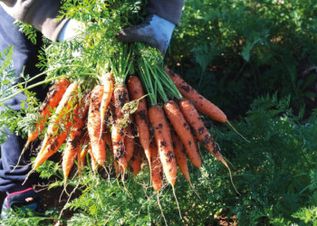 La carota novella di Ispica IGP si racconta all’interno dell’Educational Tour del Consorzio DOS