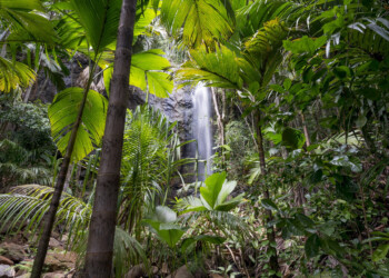 40° Anniversario della Vallée de Mai alle Seychelles come Patrimonio dell’Unesco