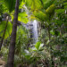 40° Anniversario della Vallée de Mai alle Seychelles come Patrimonio dell’Unesco