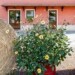 25 aprile: Coldiretti, 700mila in agriturismo nei ponti di primavera