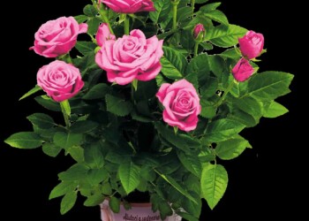 malattia di Alzheimer