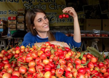 La regina di Castello è un nuovo Presidio Slow Food in Campania