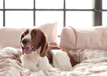 11 aprile National Pet Day: come rendere la casa sicura per un cane