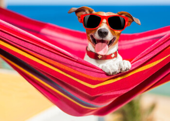 Destinazioni pet friendly: vacanze in Toscana con il nostro fedele amico a 4 zampe!
