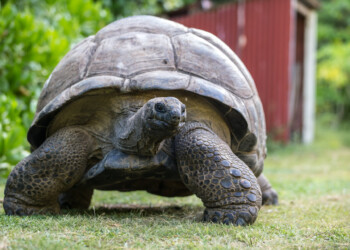 23 maggio Giornata Mondiale delle Tartarughe: le Seychelles si impegnano per la loro conservazione